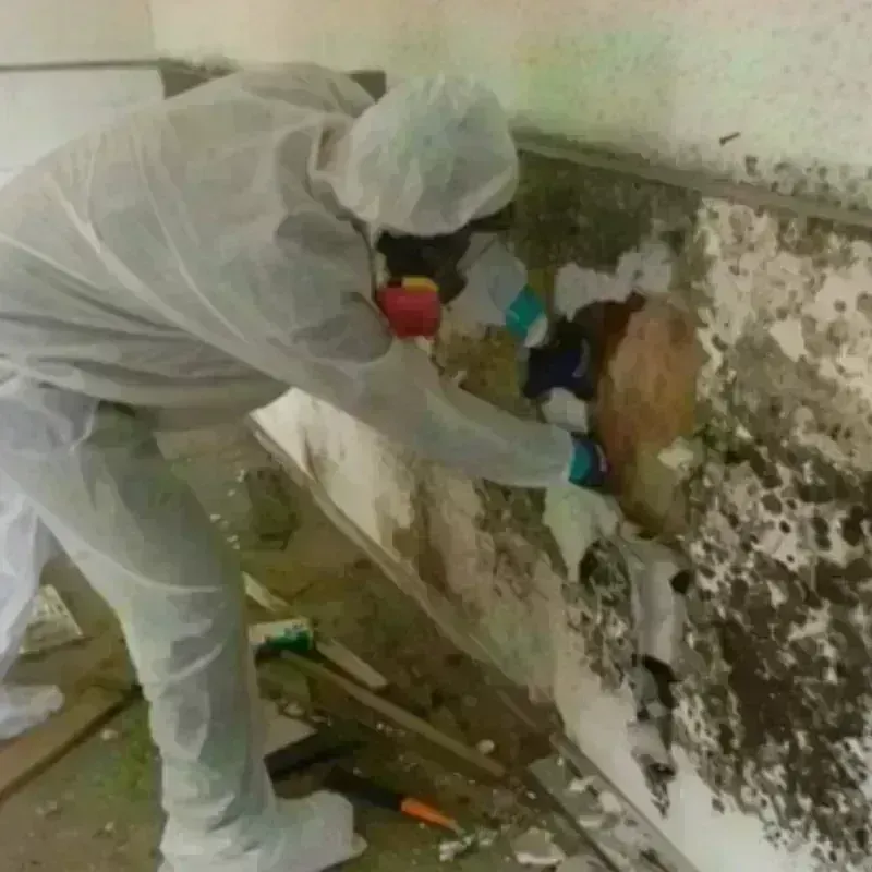 Mold Remediation and Removal in New Gloucester, ME